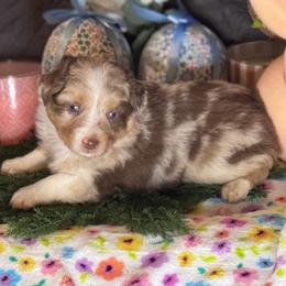 Flo - Red merle female Miniature Australian Shepherd puppy in California from Eagle River Aussies