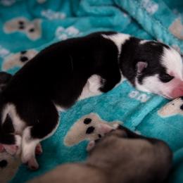 Siberian Husky Puppies from Ivie Huskies