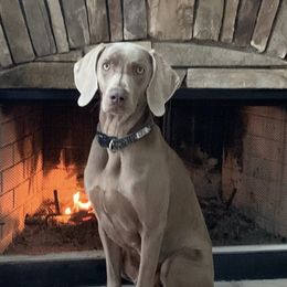 Weimaraners from JK Silver Weimaraners