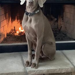 Weimaraners from JK Silver Weimaraners