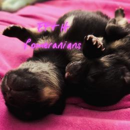 Boy 1 - Black and tan male Pomeranian puppy in Plantersville, Texas from Endure Farm & Homestead