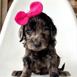 Lynx - Merle female Goldendoodle puppy in Pulaski, Tennessee from Doodle My Heart