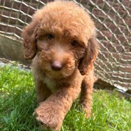 Crème collar girl - Apricot female Goldendoodle puppy in Ridgewood, New Jersey from Jessie’s Doodles
