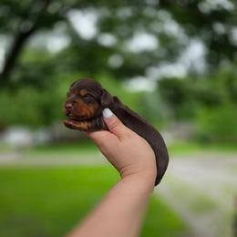 Zazu - Chocolate and tan male Dachshund puppy in Indianapolis, Indiana from Homegrown Hoosier Kennels