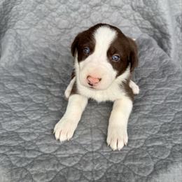 Boy 2 - Red male Border Collie puppy in Centerville, Washington from Forthright Farms