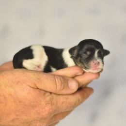 Avalanche - Black and white male Shichon puppy in Delta, Colorado from PTK Ranch