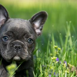 American Bullies and French Bulldogs from Nitro’s Bullies