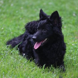 Greenbrier's Twisted Wonderland - Black female Mudi puppy in Gatlinburg, Tennessee from Greenbrier