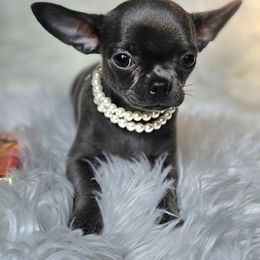 Chihuahua Puppies from Nadezhda's Chihuahuas