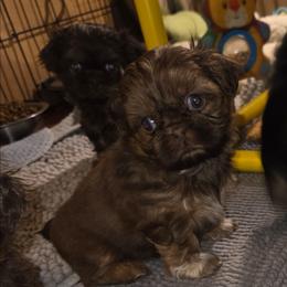 Abigail - Chocolate and tan female Shih Tzu puppy in Fairview Park, Ohio from Sunshine Shih tzus