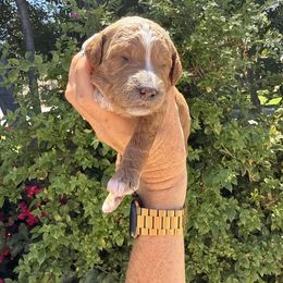 Venice - Red  female Goldendoodle puppy in La Verne, California from Marshall Goldendoodles