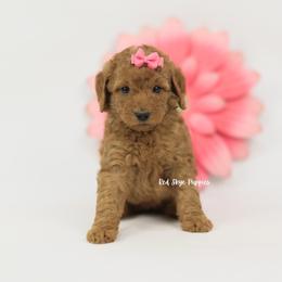 Ginger - Red  female Poodle puppy in Republic, Missouri from Red Skye Puppies