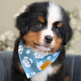 Denver - green collar - Tri-color male Bernese Mountain Dog puppy in Yuciapa, California from AlltheDoodlez_