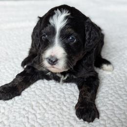 Orange - Tri-color female Bernedoodle puppy in Connecticut from Valley View Doodles