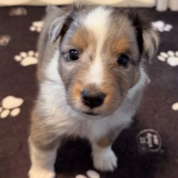 Shetland Sheepdog Puppies from Kristie Wiehe