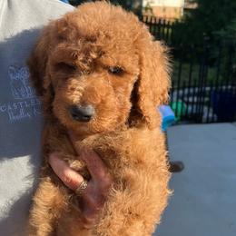 Teal - Red  male Goldendoodle puppy in Indian Trail, North Carolina from Castleberry Doodles and Poodles