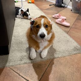 Joking - Pembroke Welsh Corgi