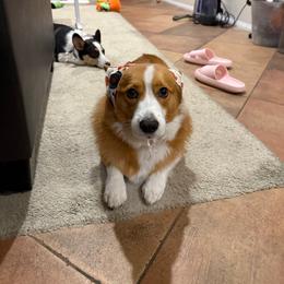 Joking - Pembroke Welsh Corgi