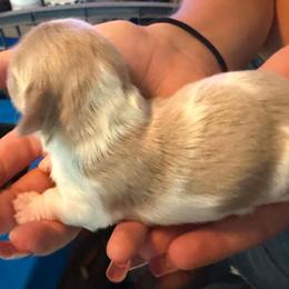 Cream piebald - Cream male Dachshund puppy in Port Charlotte, Florida from Vicki's Dachshund Crossing