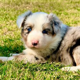 Stetson - Blue merle male Australian Shepherd puppy in Mineral Wells, Texas from A6 Australian Shepards
