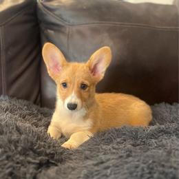 WM F1 - Red female Pembroke Welsh Corgi puppy in Stockton, Iowa from Infinity Corgis