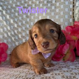 Twister - Red female Dachshund puppy in Michigan from Hidden Haven Dachshunds