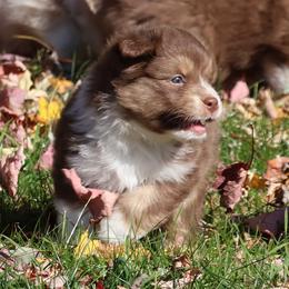 Betsy - Red tri-color female Australian Shepherd puppy in Springville, New York from RisingStar Australian Shepherds