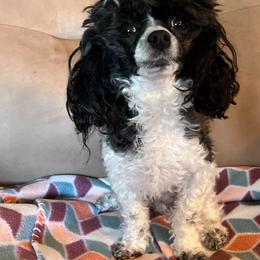 Edna - Poodle