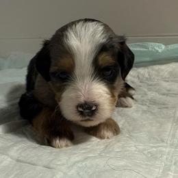 Boy 5 - Merle male Bernedoodle puppy in Perryville, Maryland from Heavenly Heritage Dachshunds and Doods
