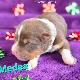 Medea - Red tri-color female Australian Shepherd puppy in Smithfield, Utah from Invictus Farms