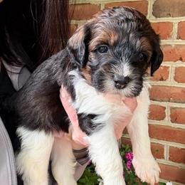 Mustang - Tri-color male Bernedoodle puppy in Denver, Pennsylvania from Greenview Puppies