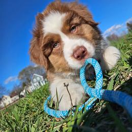 Goose - Red tri-color male Australian Shepherd puppy in Rochester, New Hampshire from ChaHar's Australian Shepherds