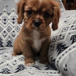 AKC Kingston - Ruby male Cavalier King Charles Spaniel puppy in Wardville, Oklahoma from Lily of the Valley Cavaliers