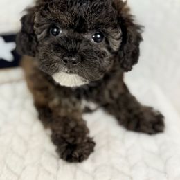 Pikachu - Sable male Poodle puppy in Florida from Adorable Toy-Miniature Poodles