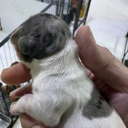 Puppy 21 AKC - Dapple female Dachshund puppy in Fayetteville, Pennsylvania from PA's Darling Doxies