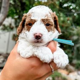 Princeton - Parti male Goldendoodle puppy in Pleasant Grove, Utah from Destination Doodles