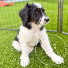Teal - Tri-color female Bernedoodle puppy in Rockwall, Texas from Glory Doodles