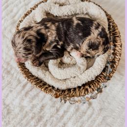 Opal - Chocolate merle female Bernedoodle puppy in Lake City, Florida from 224 Doodles and Poodles
