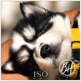 Girl 3 (ISO-BU aka Iso) - Black and white female Pomsky puppy in Norfolk, Virginia from 'Brick'House Couture Pomskies