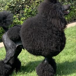 Poodles from Jumelage Standard Poodles