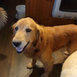 Copper - Golden Retriever