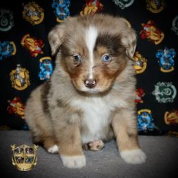 Sweetie - Red merle female Miniature Australian Shepherd puppy in El Dorado Springs, Missouri from HP Aussie Kennels