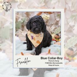 Blue collar - Franklin - Black male Bernedoodle puppy in Lexington, North Carolina from Deborah’s Doodles