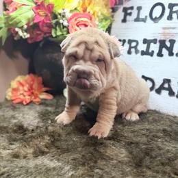 Meleys - Blue sable female Chinese Shar-Pei puppy in Lehigh Acres, Florida from Florida Wrinkles