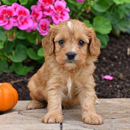 Abby - Red female Cavapoo puppy in Gap, Pennsylvania from Country View Puppies ( License 18816)