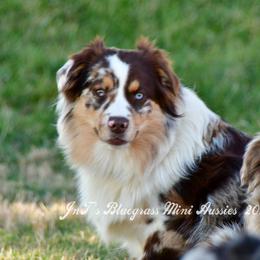 June - Miniature Australian Shepherd
