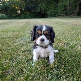 Norris - Tri-color male Cavalier King Charles Spaniel puppy in New Holland, Pennsylvania from Mountain Breeze Puppies