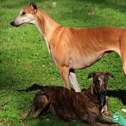 Greyhounds from Harmony Greyhounds