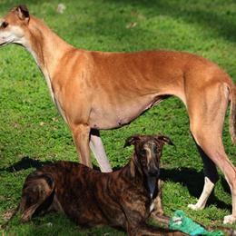 Greyhounds from Harmony Greyhounds