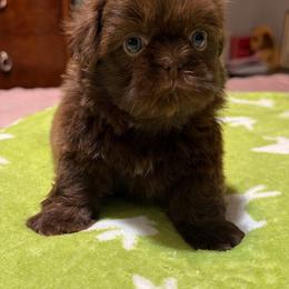 Puppy 3 - Chocolate female Shih Tzu puppy in Downey, California from Cali shih tzu